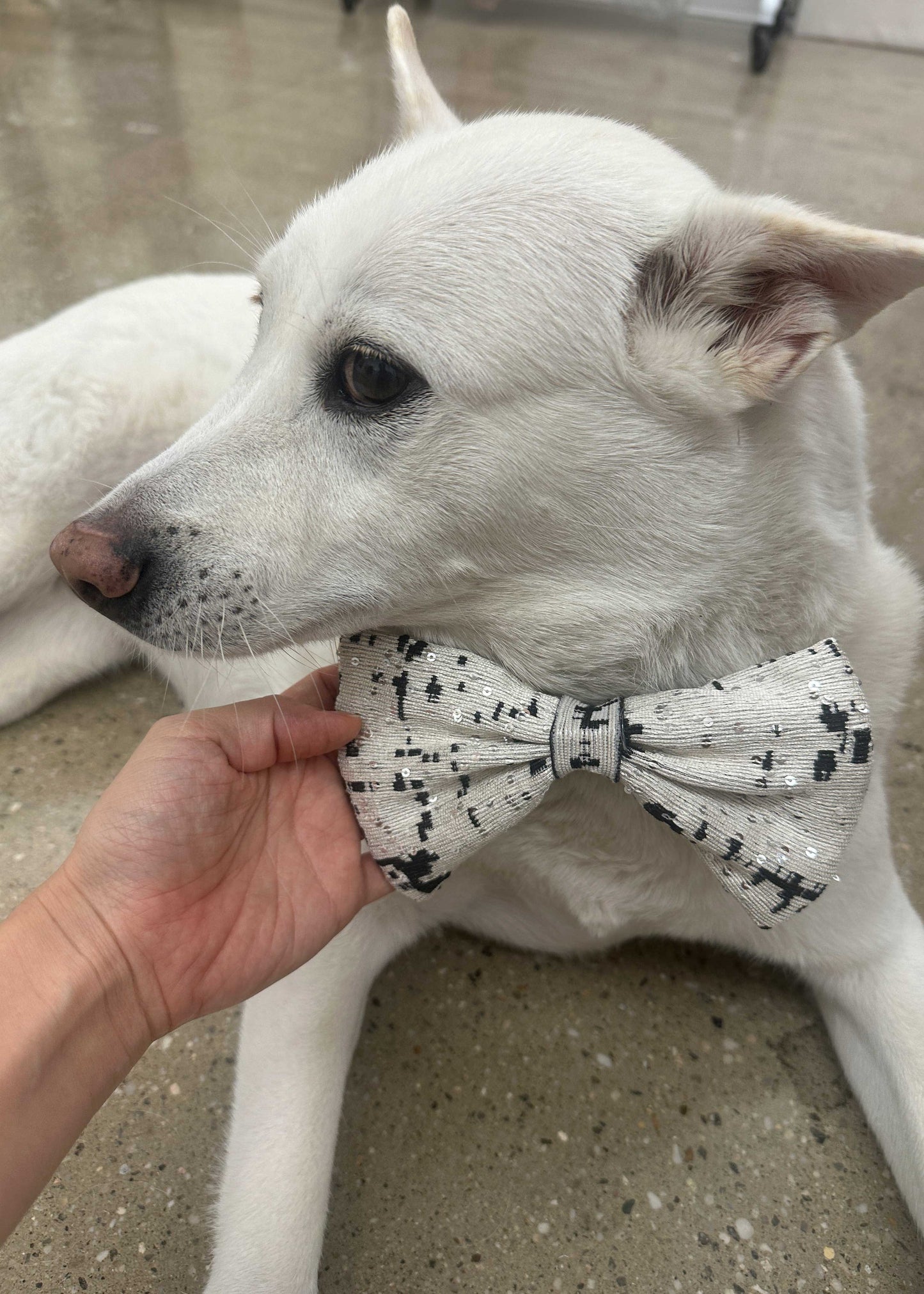Bow Tie in Sequined Jacquard