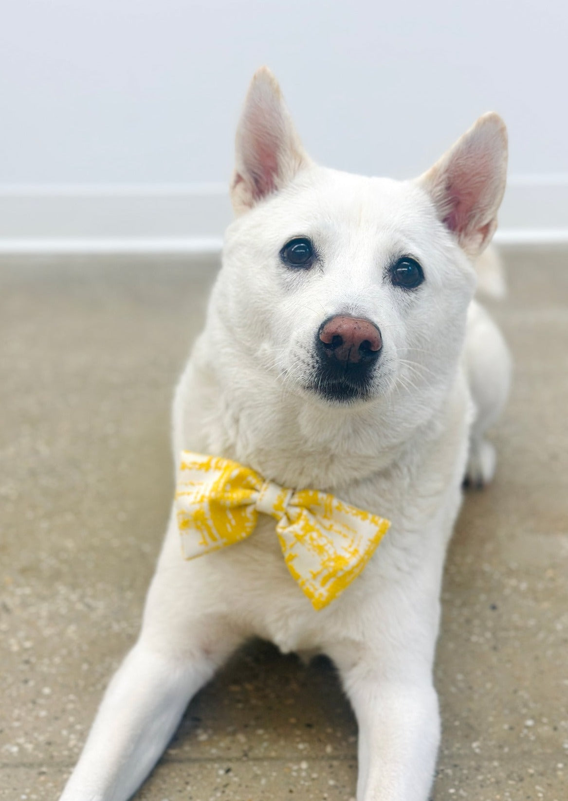 Bow Tie in Yellow Jacquard