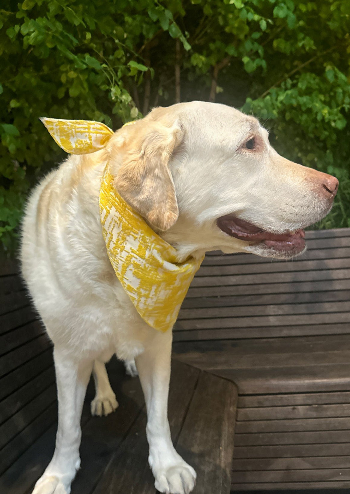 Bandana in Yellow Jacquard