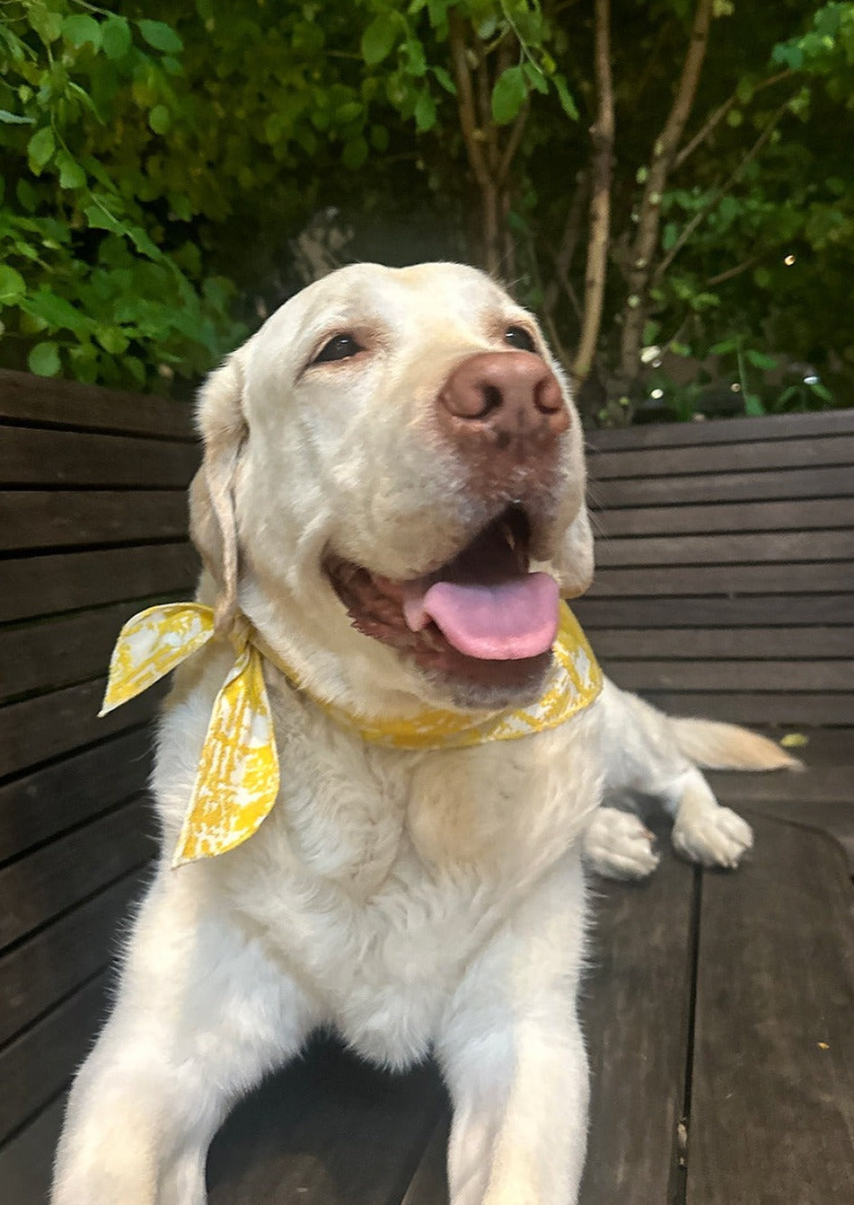 Bandana in Yellow Jacquard